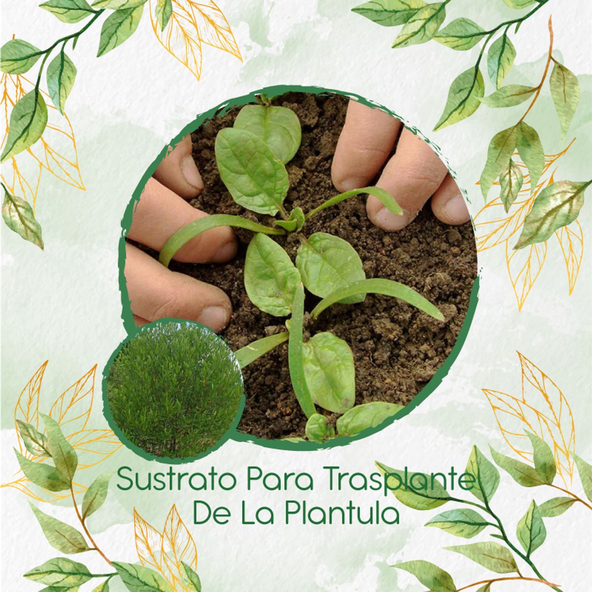 GENERICO - Sustrato Para Trasplante De Hayuelo