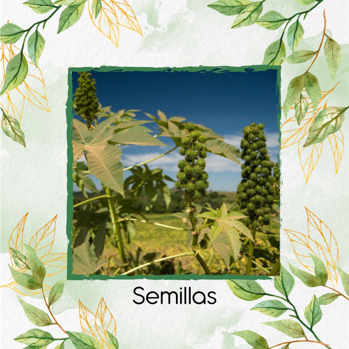 GENERICO - Combo De Fertilizantes Aminoácidos Para Higuerilla