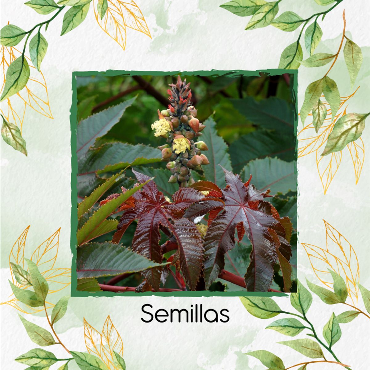 GENERICO - 30 Semillas De Higuerilla + Kit Orgánico