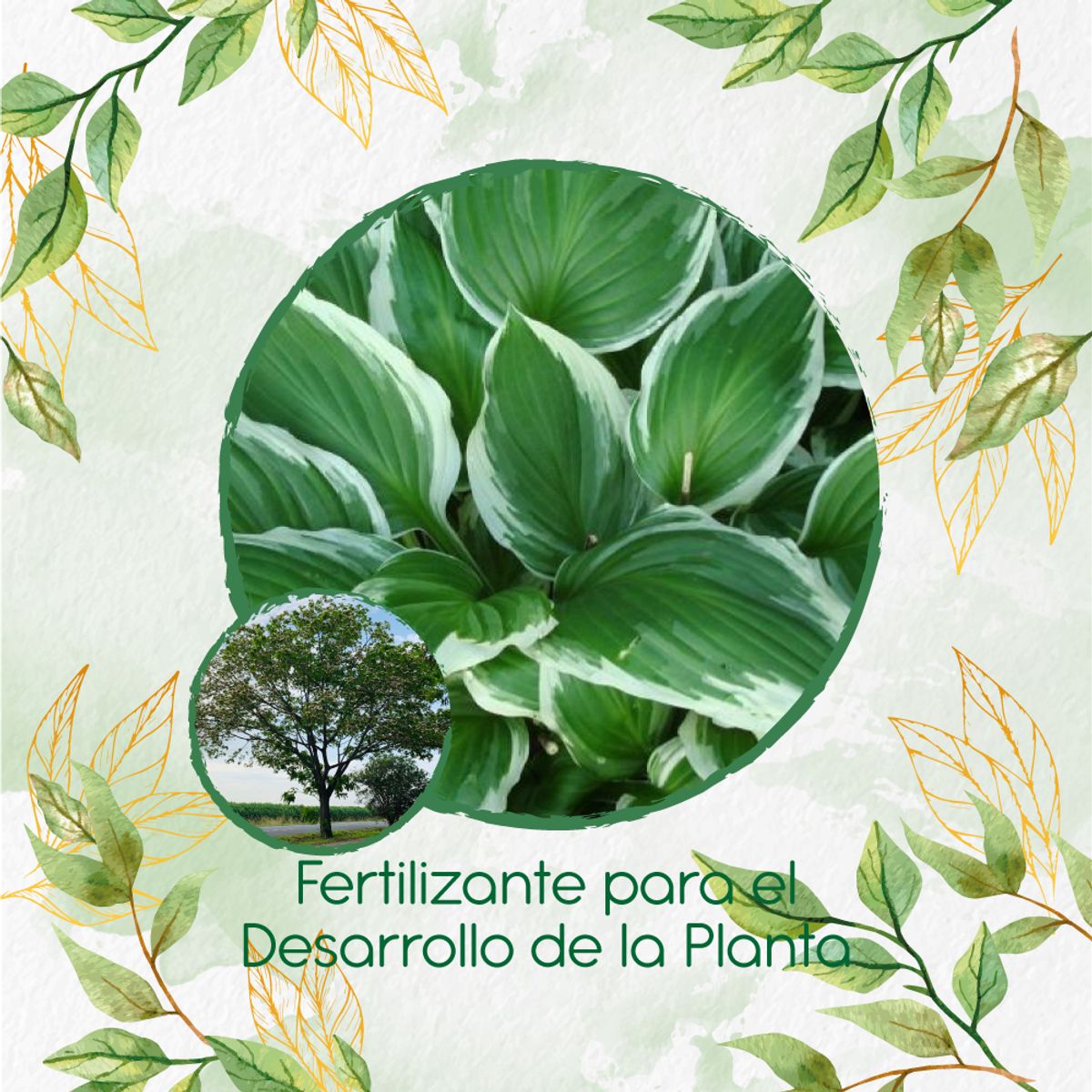 GENERICO - Fertilizante Para El Desarrollo De Árbol Igua - Nauno