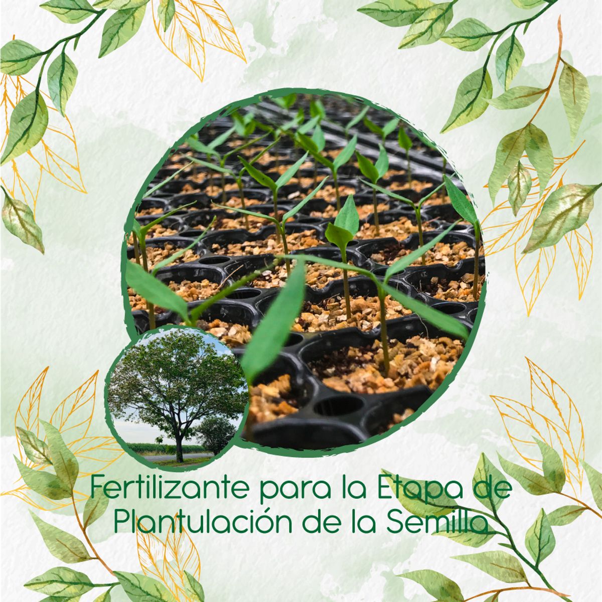 GENERICO - Fertilizante De Plantulación Para Árbol Igua - Nauno