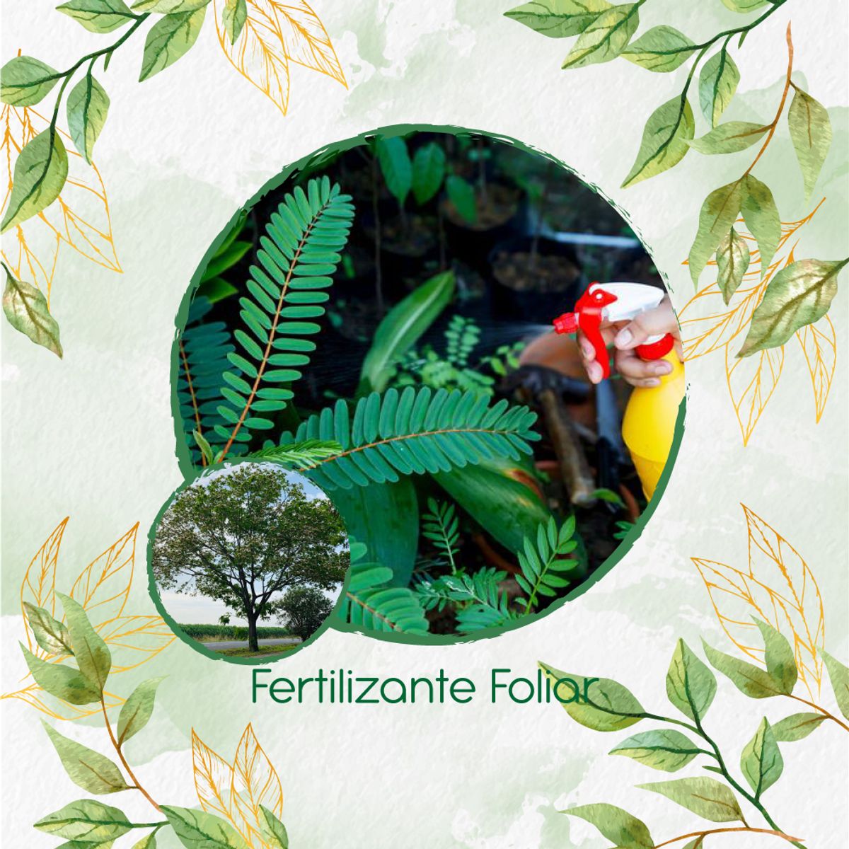 GENERICO - Fertilizante Generación De Brotes Para Árbol Igua - Nauno