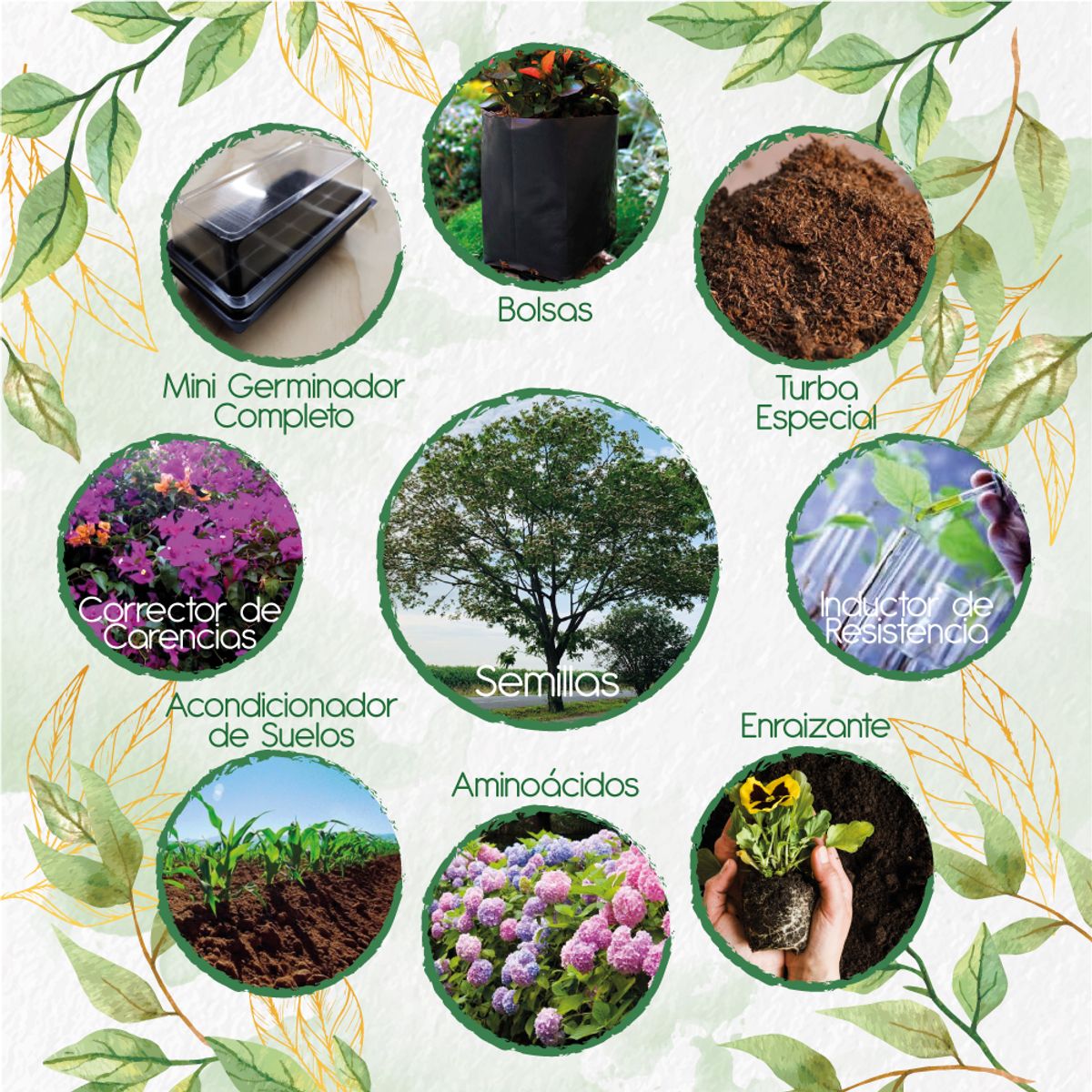 GENERICO - 100 Semillas De Árbol Igua - Nauno + Kit Completo De Germinación