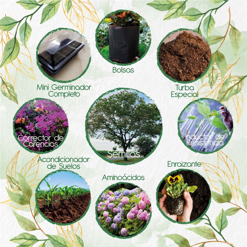 GENERICO - 100 Semillas De Árbol Igua - Nauno + Kit Completo De Germinación