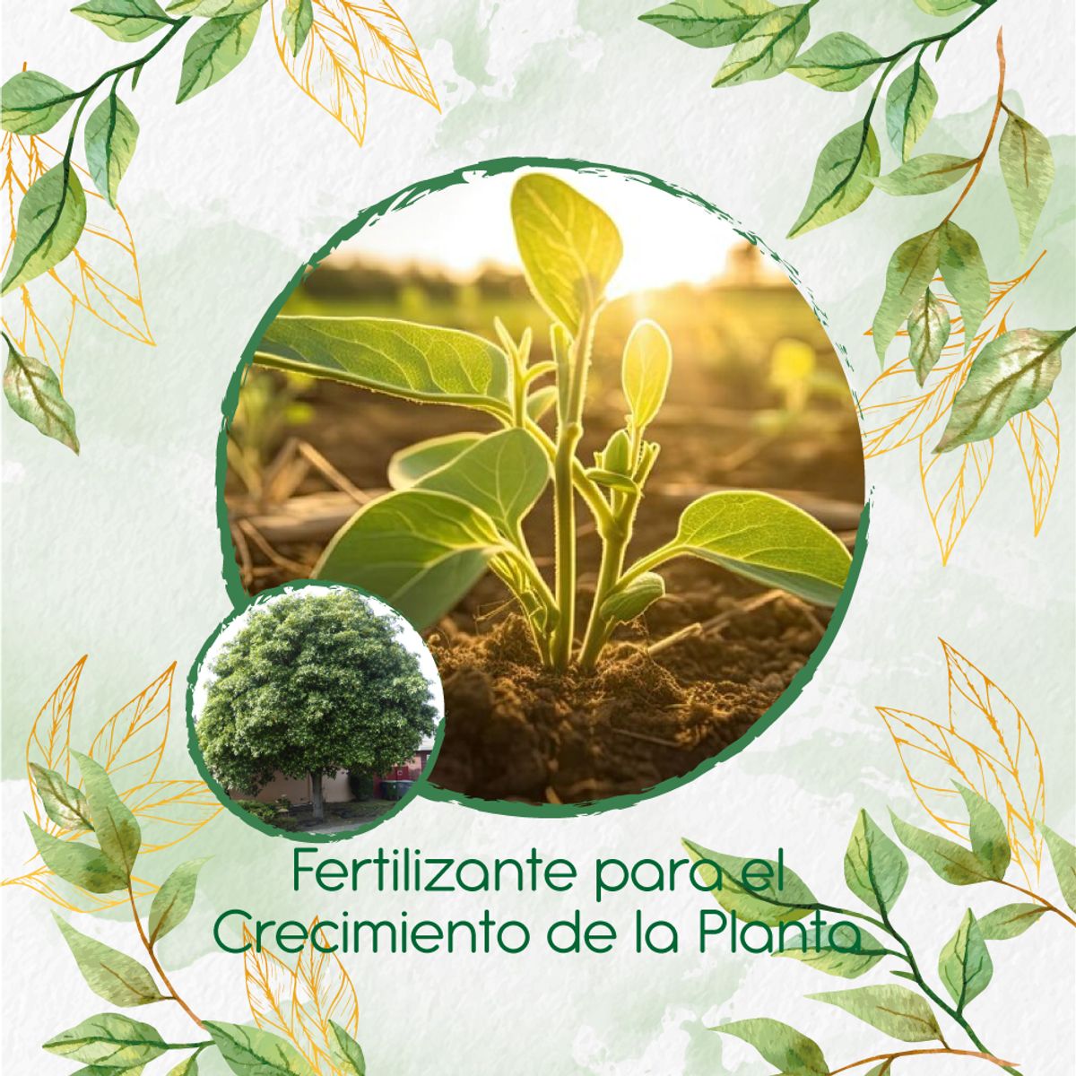 GENERICO - Fertilizante Para El Crecimiento De Árbol Jazmín Huesito