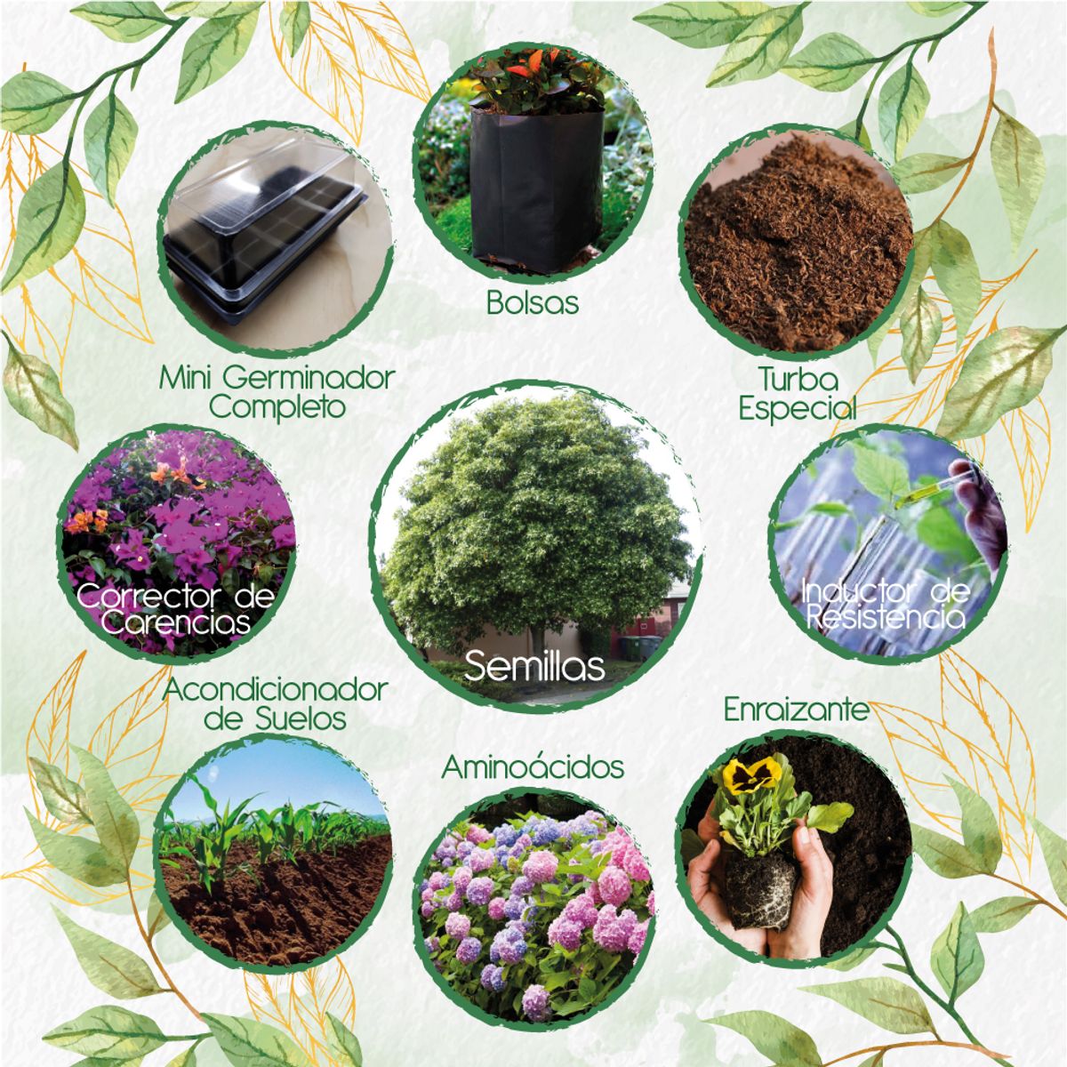 GENERICO - 300 Semillas De Árbol Jazmín Huesito + Kit Completo De Germinación