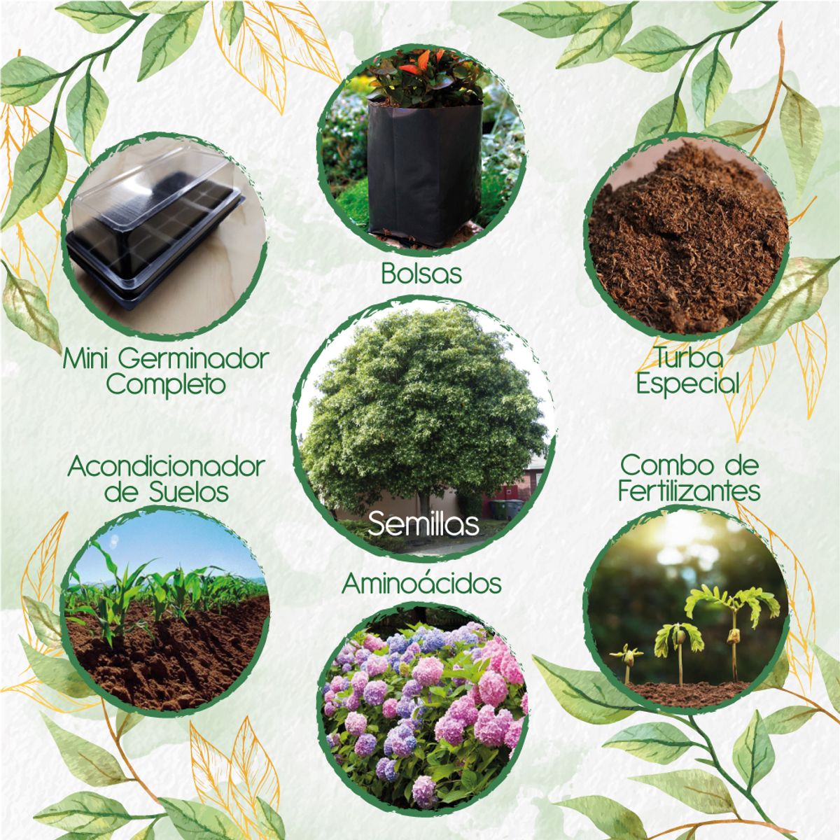 GENERICO - 300 Semillas De Árbol Jazmín Huesito + Kit De Germinación Especial