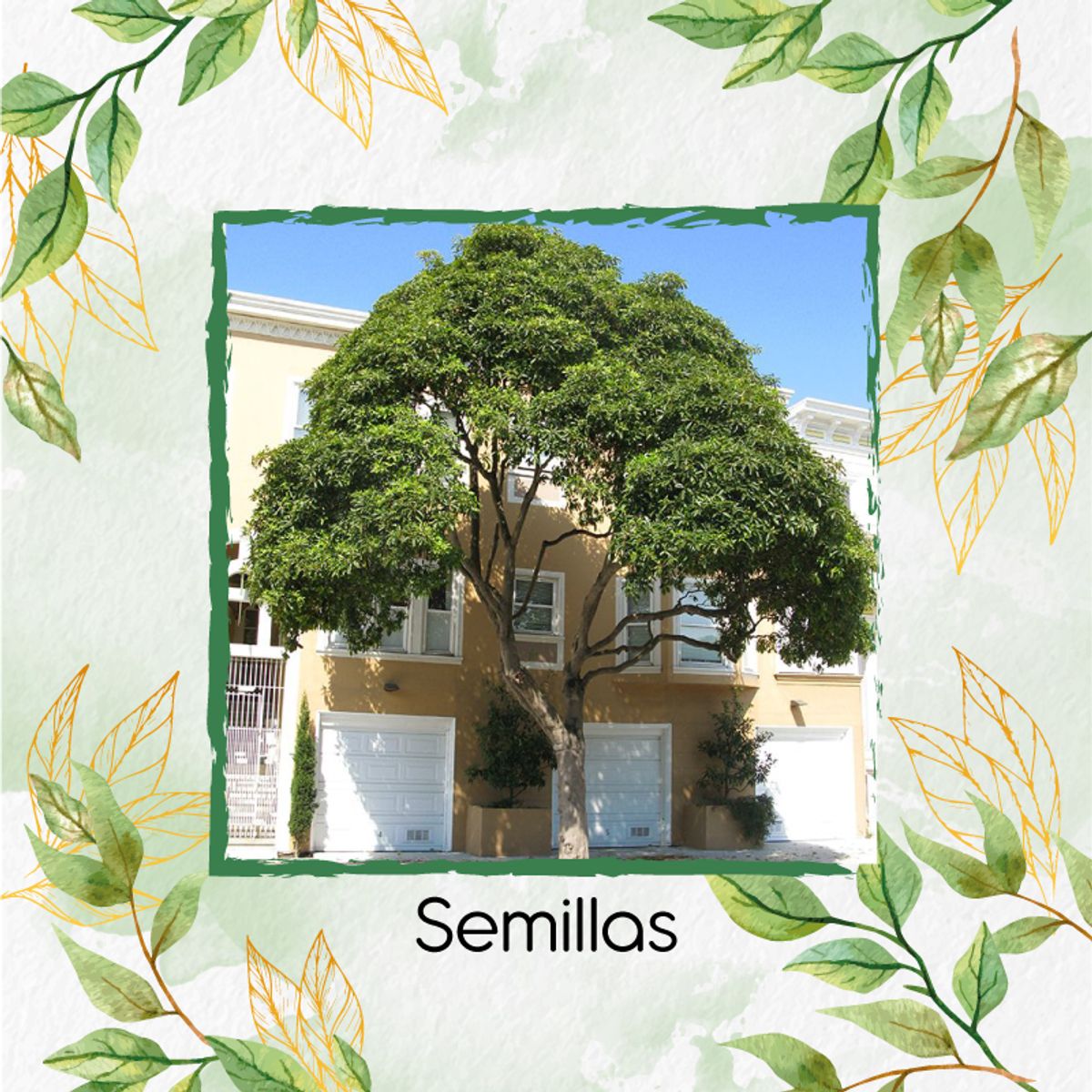 GENERICO - 300 Semillas De Árbol Jazmín Huesito + Kit De Germinación Especial