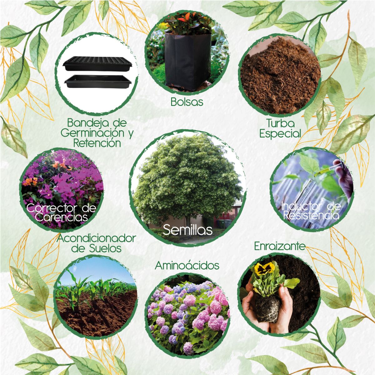 GENERICO - 600 Semillas De Árbol Jazmín Huesito + Kit De Siembra