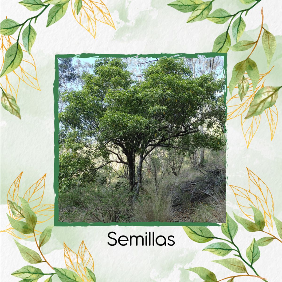 GENERICO - 600 Semillas De Árbol Jazmín Huesito + Kit De Siembra