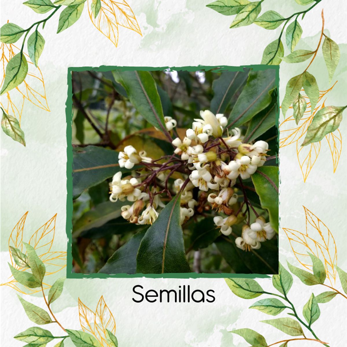 GENERICO - 600 Semillas De Árbol Jazmín Huesito + Kit De Producción