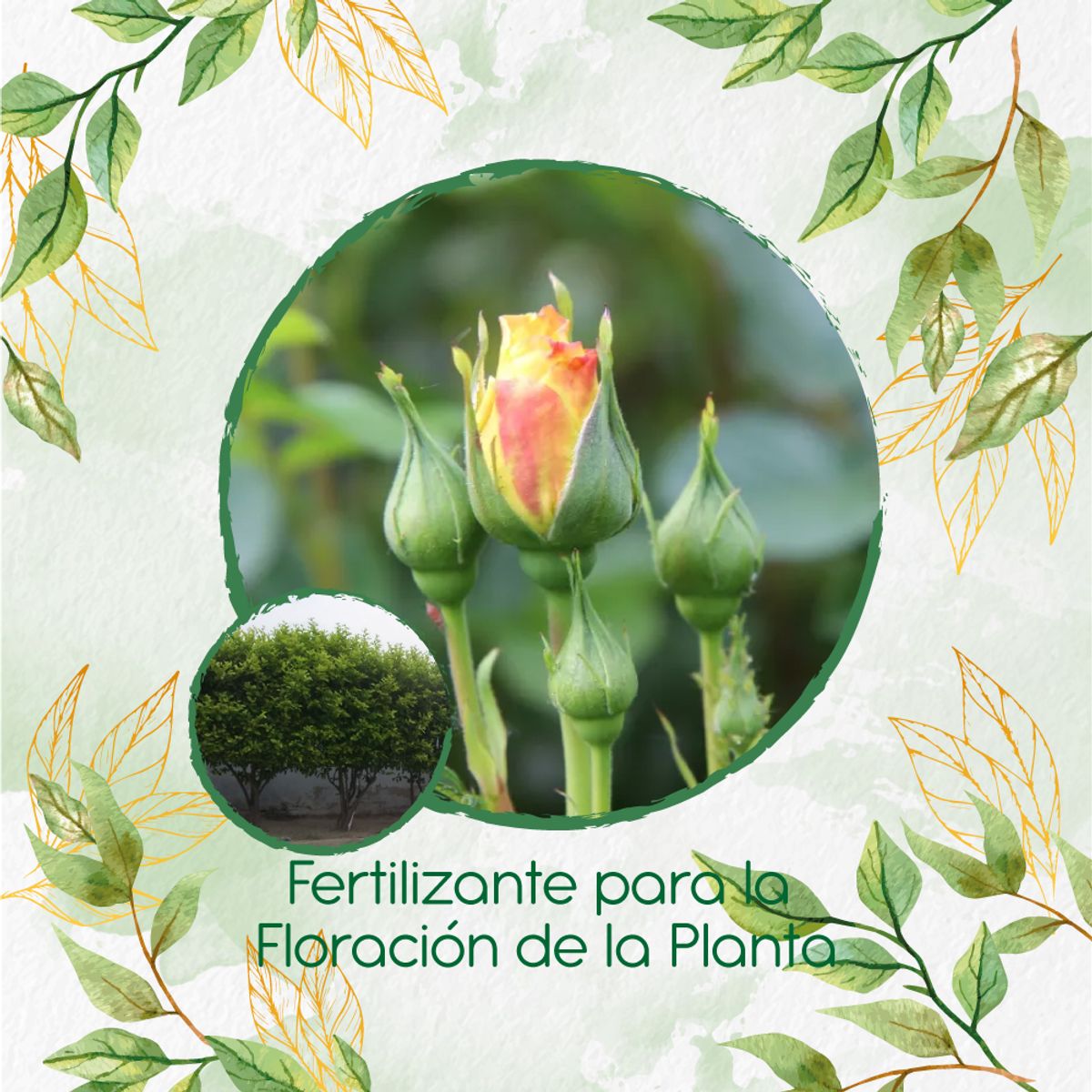GENERICO - Fertilizante Para La Floración De Árbol Limón Ornamental
