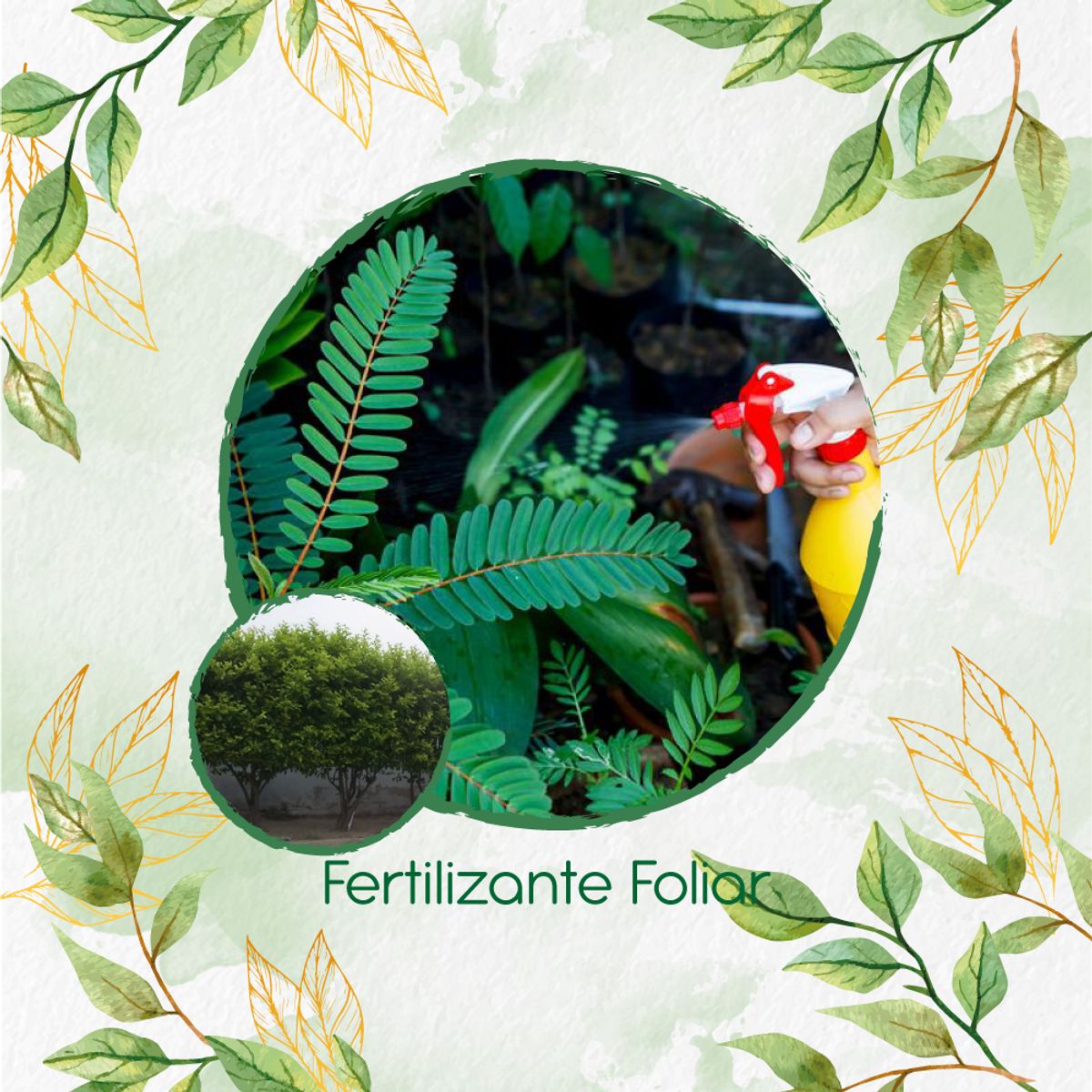 GENERICO - Fertilizante Generación De Brotes Para Árbol Limón Ornamental
