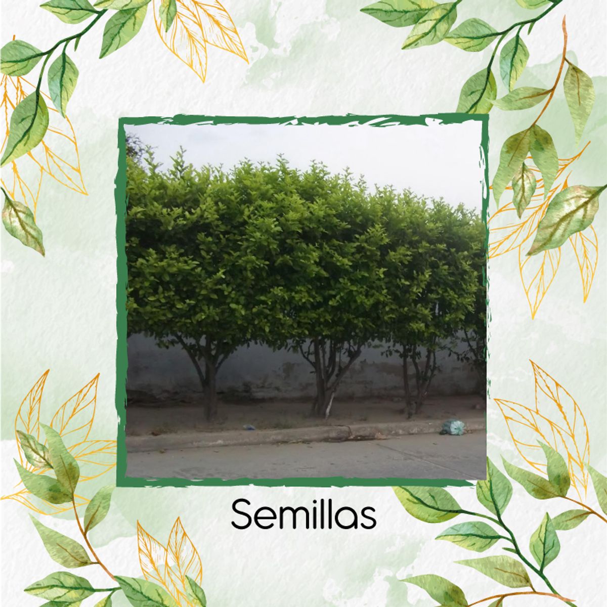GENERICO - 100 Semillas De Árbol Limón Ornamental + Kit De Germinación Especial