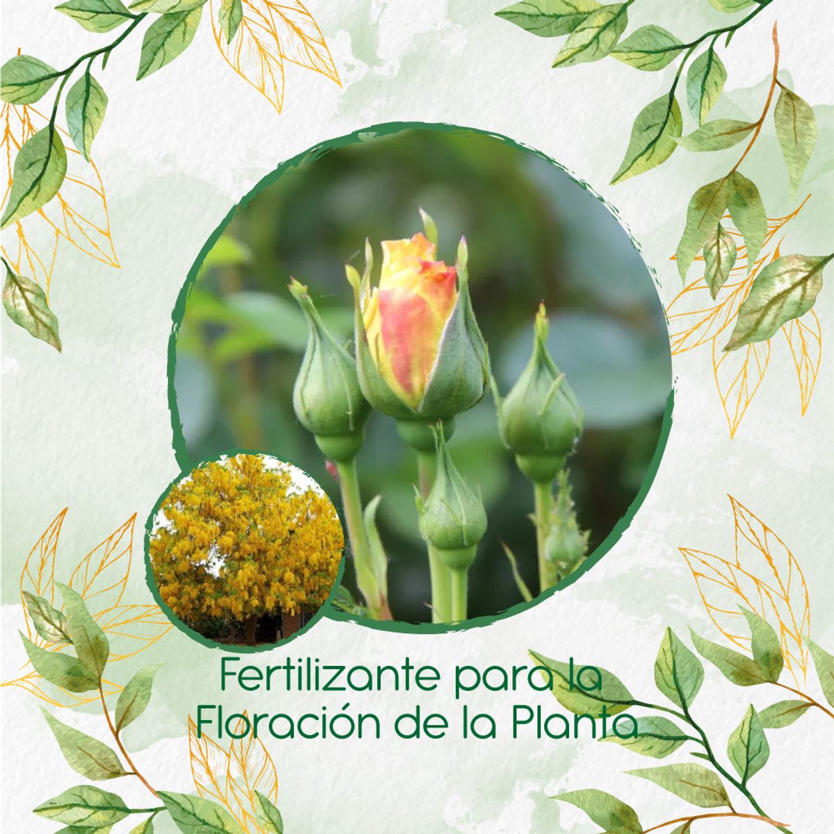 GENERICO - Fertilizante Para La Floración De Árbol Lluvia De Oro