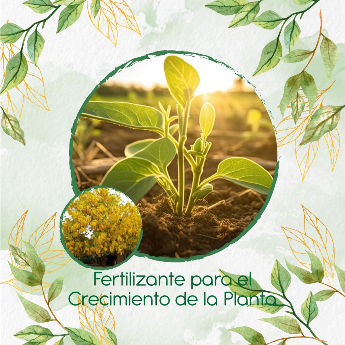 GENERICO - Fertilizante Para El Crecimiento De Árbol Lluvia De Oro