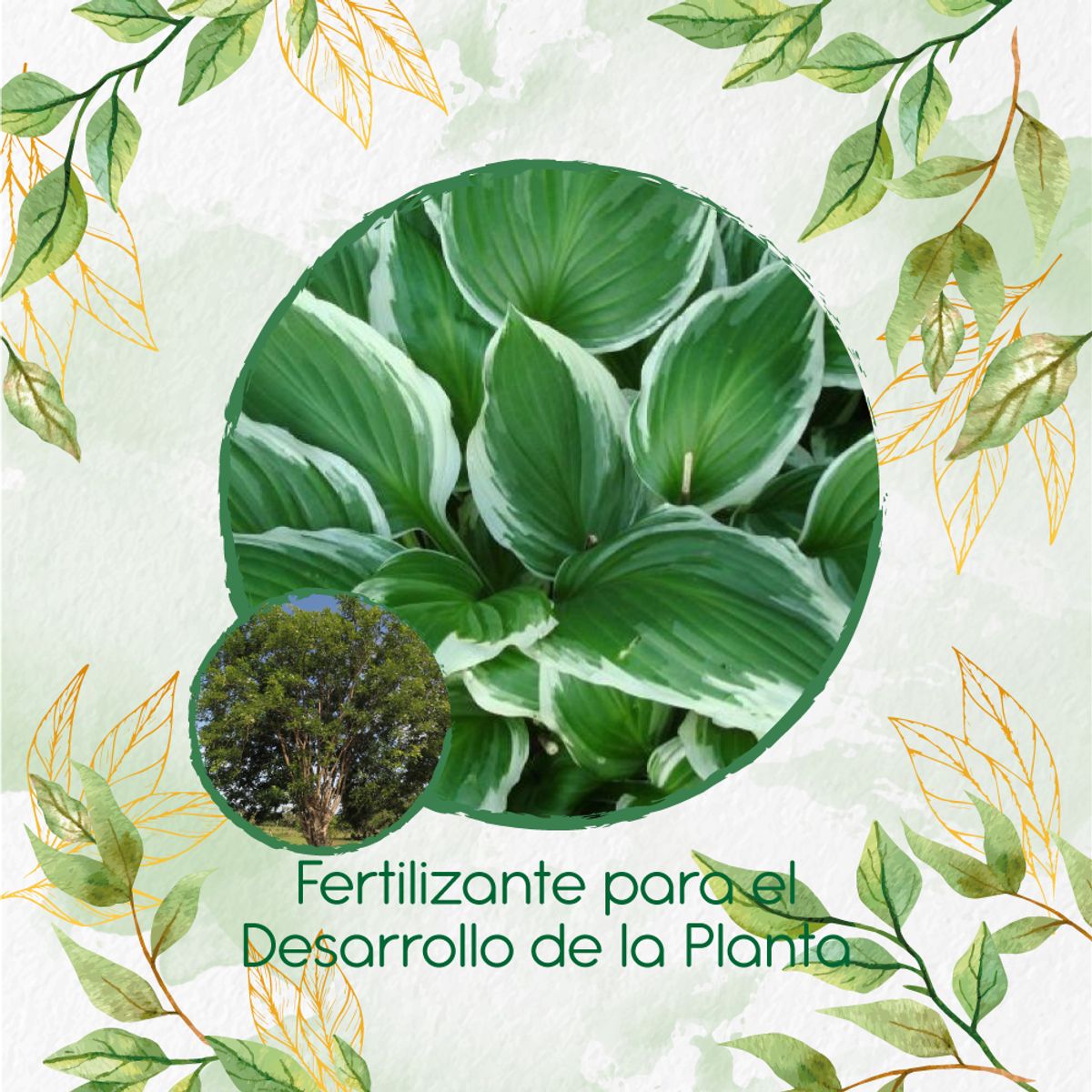 GENERICO - Fertilizante Para El Desarrollo De Árbol Matarratón