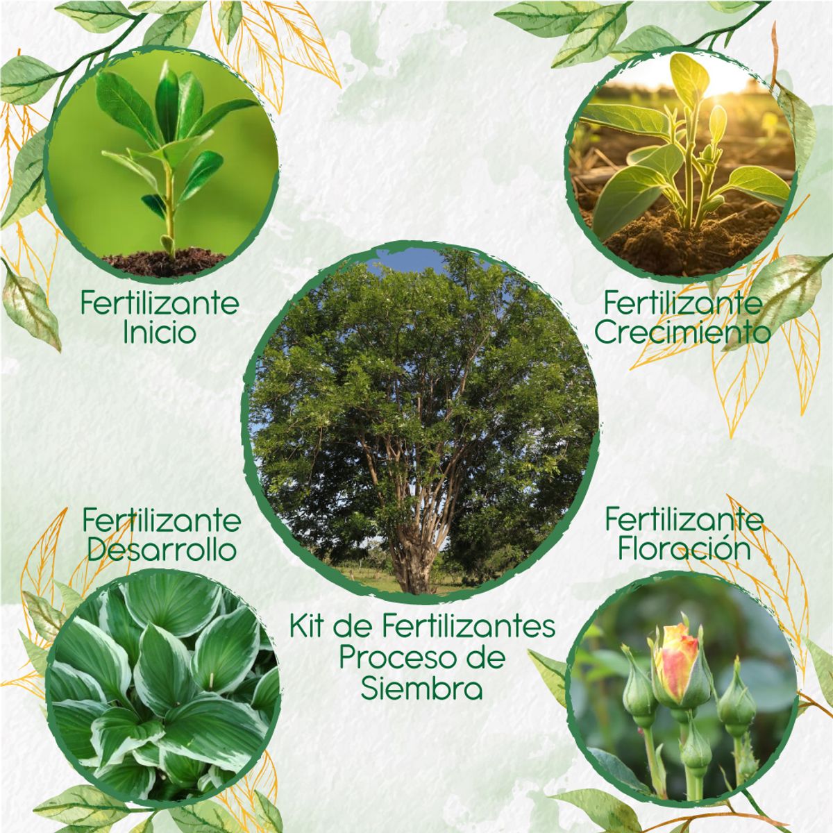 GENERICO - Kit De Fertilizantes Para La Siembra De Árbol Matarratón