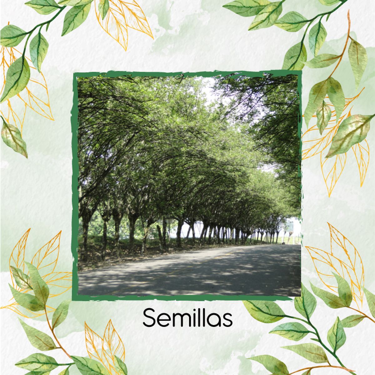 GENERICO - Kit De Fertilizantes Para La Siembra De Árbol Matarratón