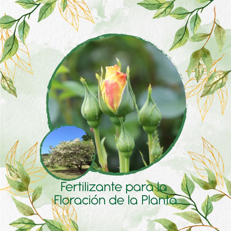 GENERICO - Fertilizante Para La Floración De Árbol Moncoro