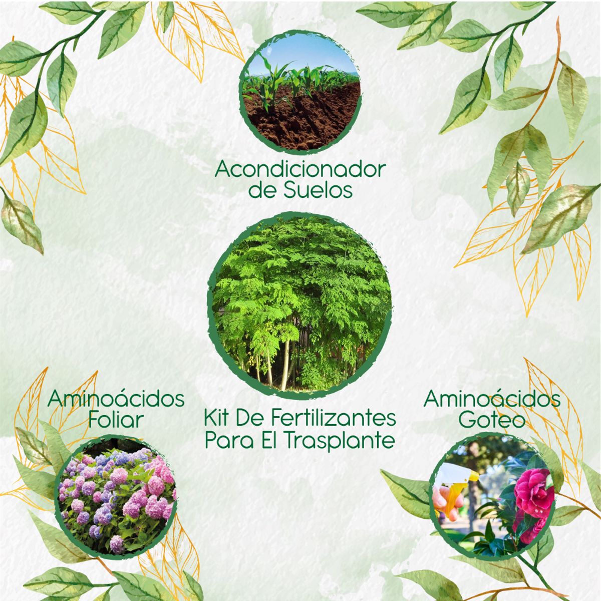 GENERICO - Kit De Fertilizantes Para El Trasplante De Árbol Moringa