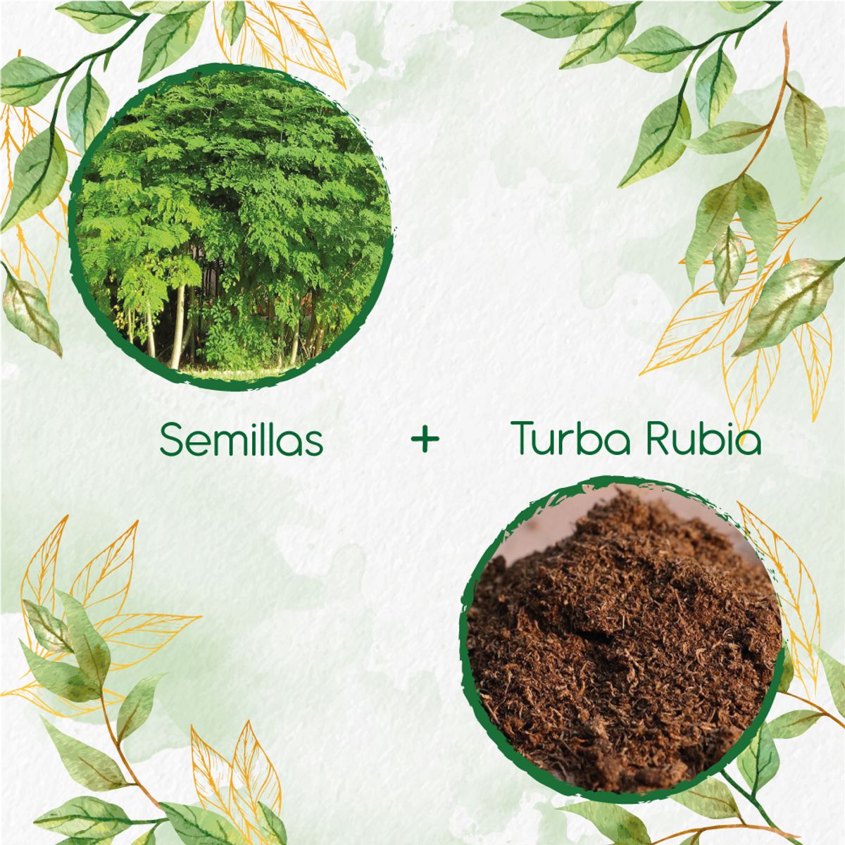 GENERICO - 30 Semillas De Árbol Moringa + Turba De Germinación