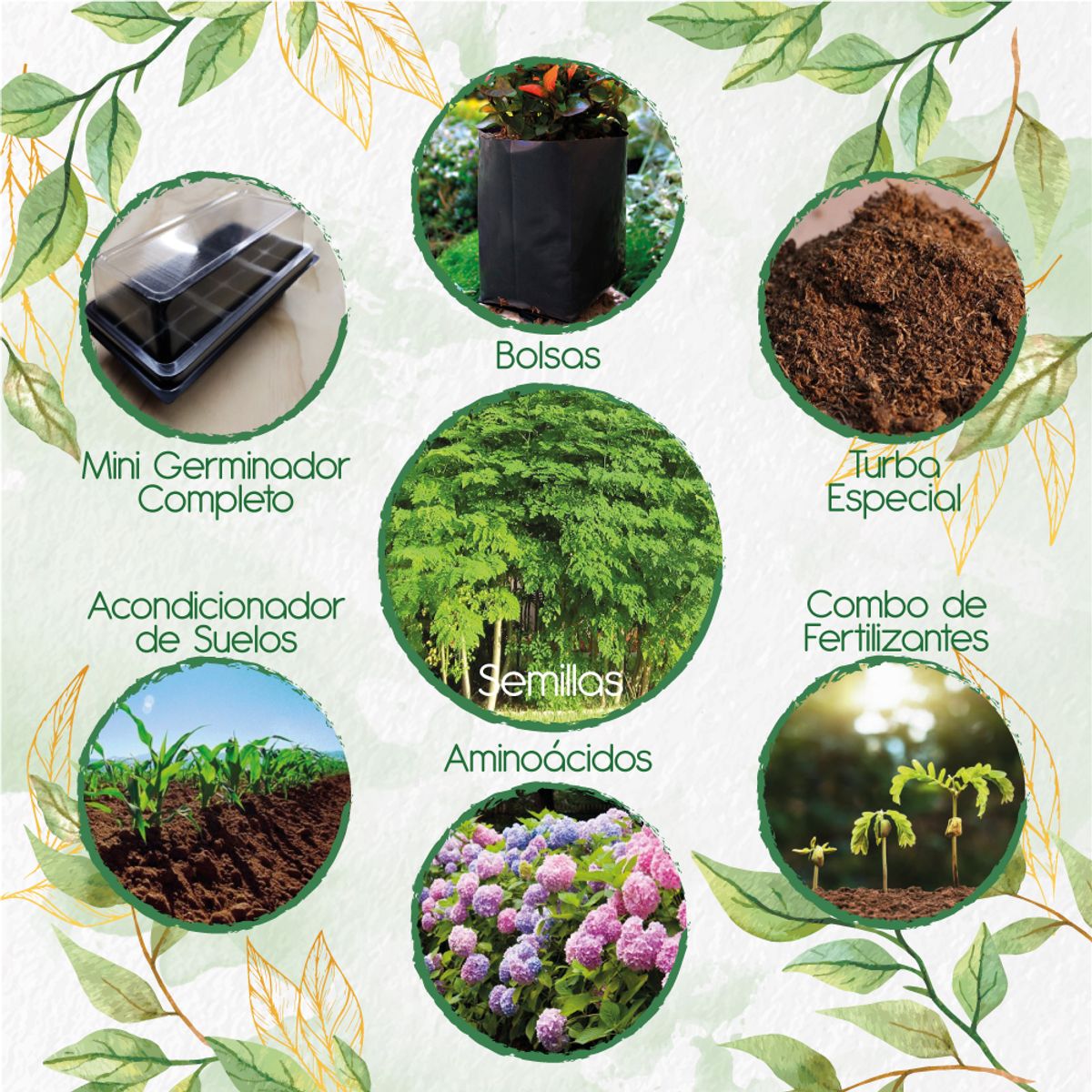 GENERICO - 30 Semillas De Árbol Moringa + Kit De Germinación Especial