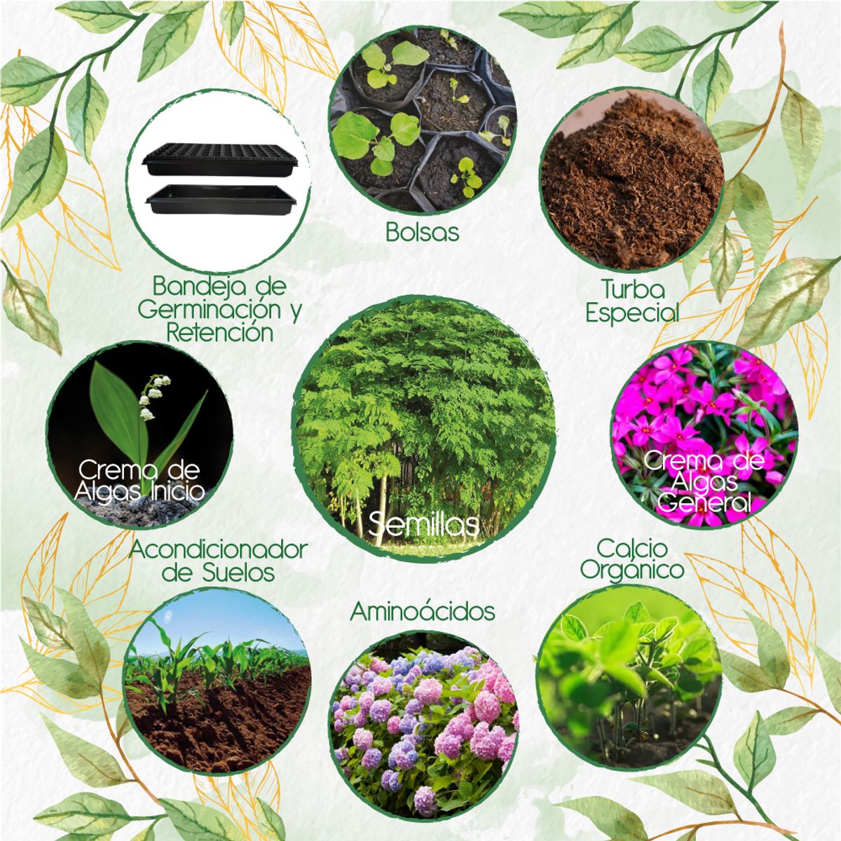 GENERICO - 30 Semillas De Árbol Moringa + Kit Orgánico