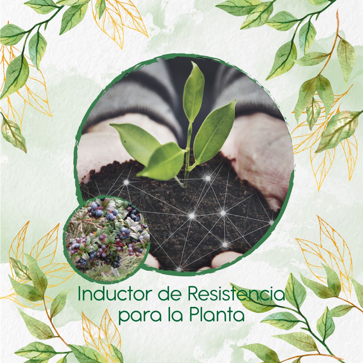 GENERICO - Fertilizante Inductor De Resistencia Para Mortiño