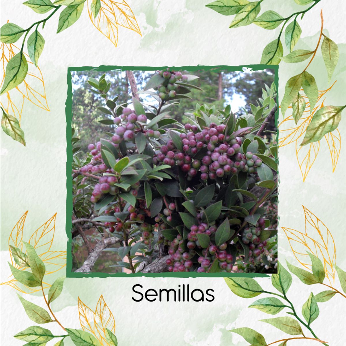 GENERICO - Fertilizante Inductor De Resistencia Para Mortiño