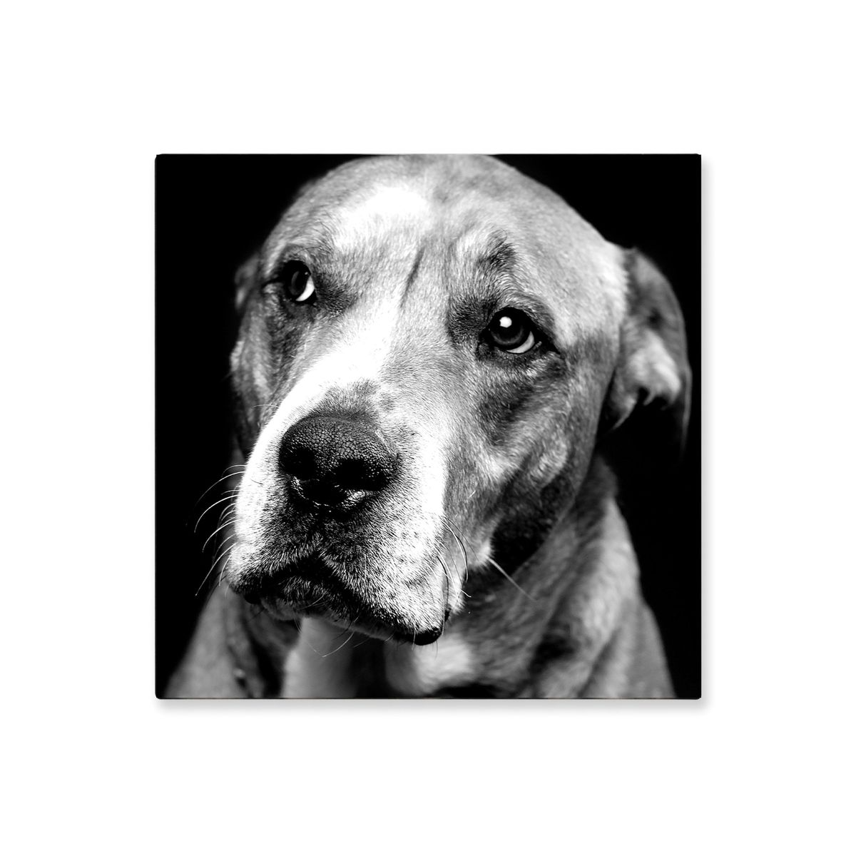 VENECIA - Cuadro Decorativo Perro Blanco y Negro S 30x30 cm - impresion en Tela