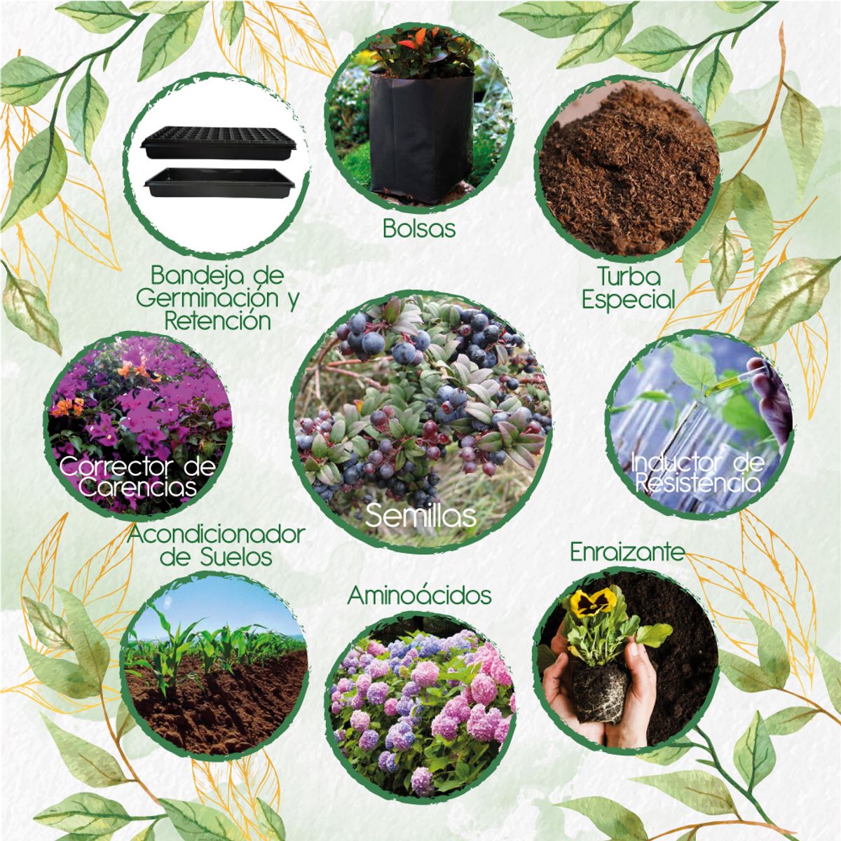 GENERICO - 200 Semillas De Mortiño + Kit De Producción