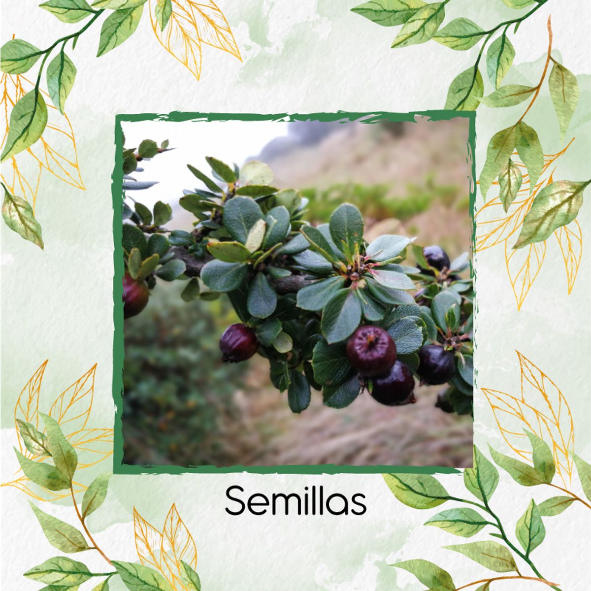 GENERICO - 200 Semillas De Mortiño + Kit De Producción