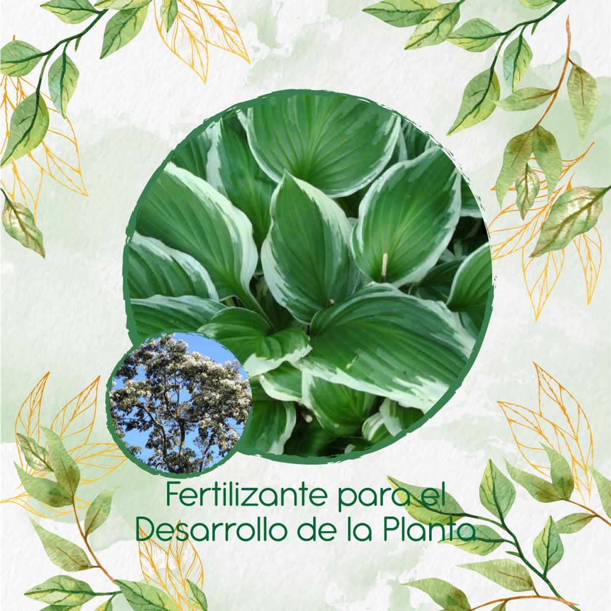 GENERICO - Fertilizante Para El Desarrollo De Árbol Nogal Cafetero