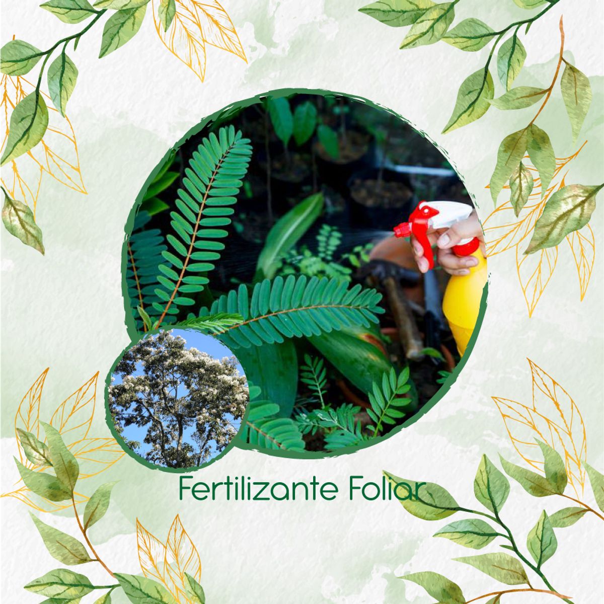 GENERICO - Fertilizante Generación De Brotes Para Árbol Nogal Cafetero
