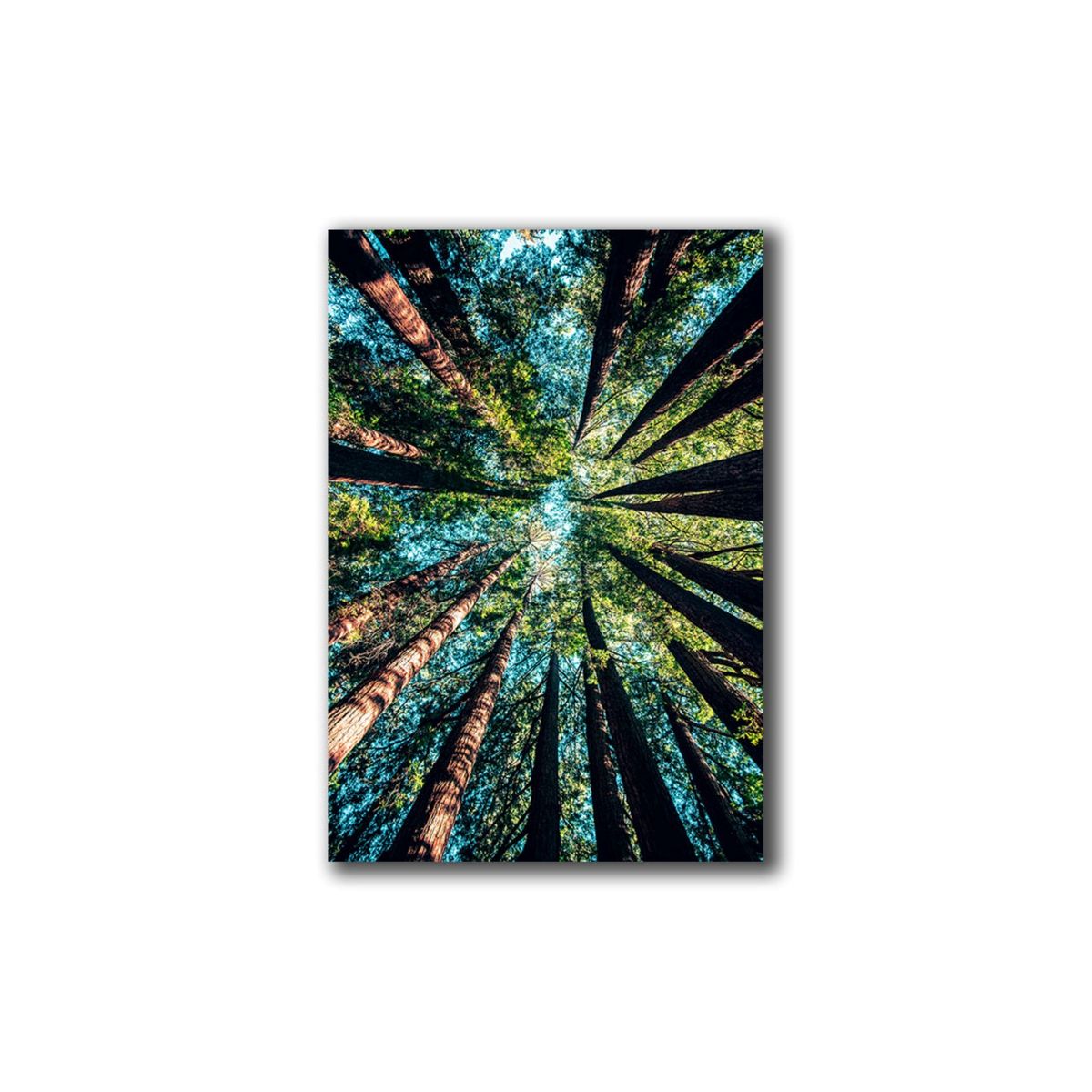 VENECIA - Cuadro Bosque M 70x45 cm - Colores Vivos impresion en Tela Poliester