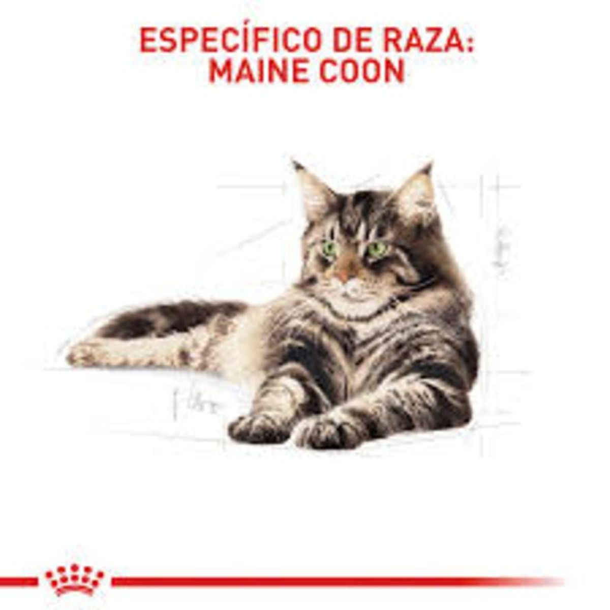 ROYAL CANIN - Royal Canin Maine Coon Adult – 2 kg