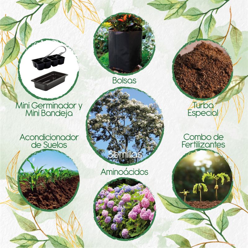 GENERICO - 100 Semillas Orgánicas De Árbol Nogal Cafetero + Kit De Germinación