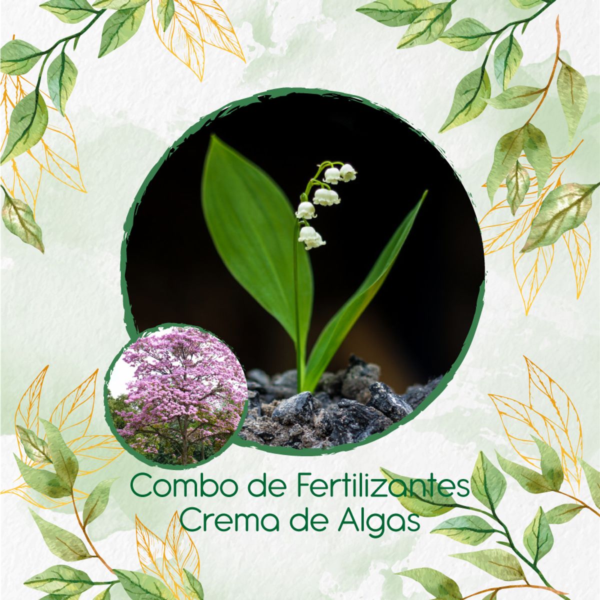 GENERICO - Combo De Fertilizantes Crema De Algas Para Árbol Ocobo