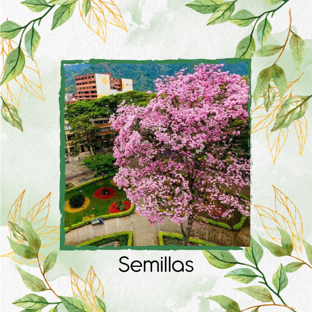 GENERICO - 200 Semillas De Árbol Ocobo + Kit De Producción