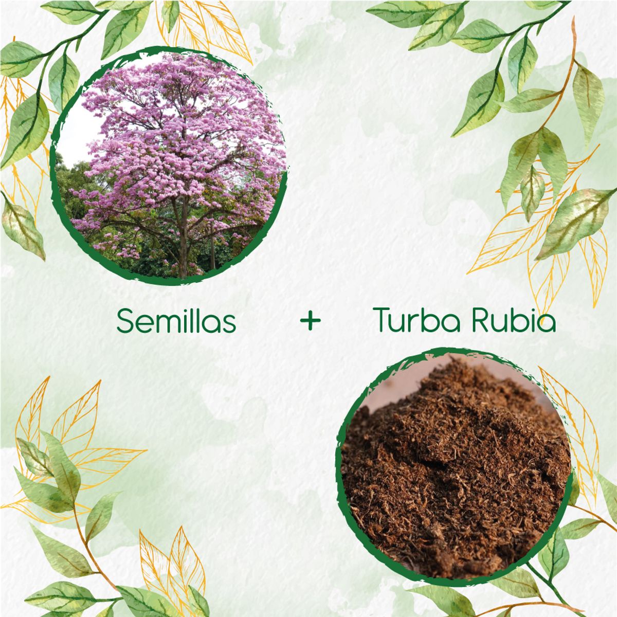 GENERICO - 100 Semillas De Árbol Ocobo + Turba De Germinación