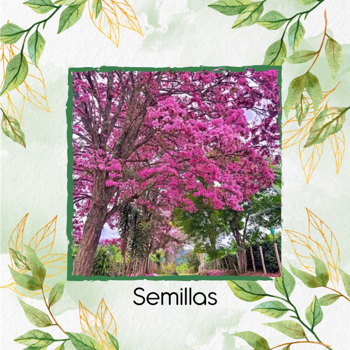 GENERICO - 100 Semillas De Árbol Ocobo + Turba De Germinación