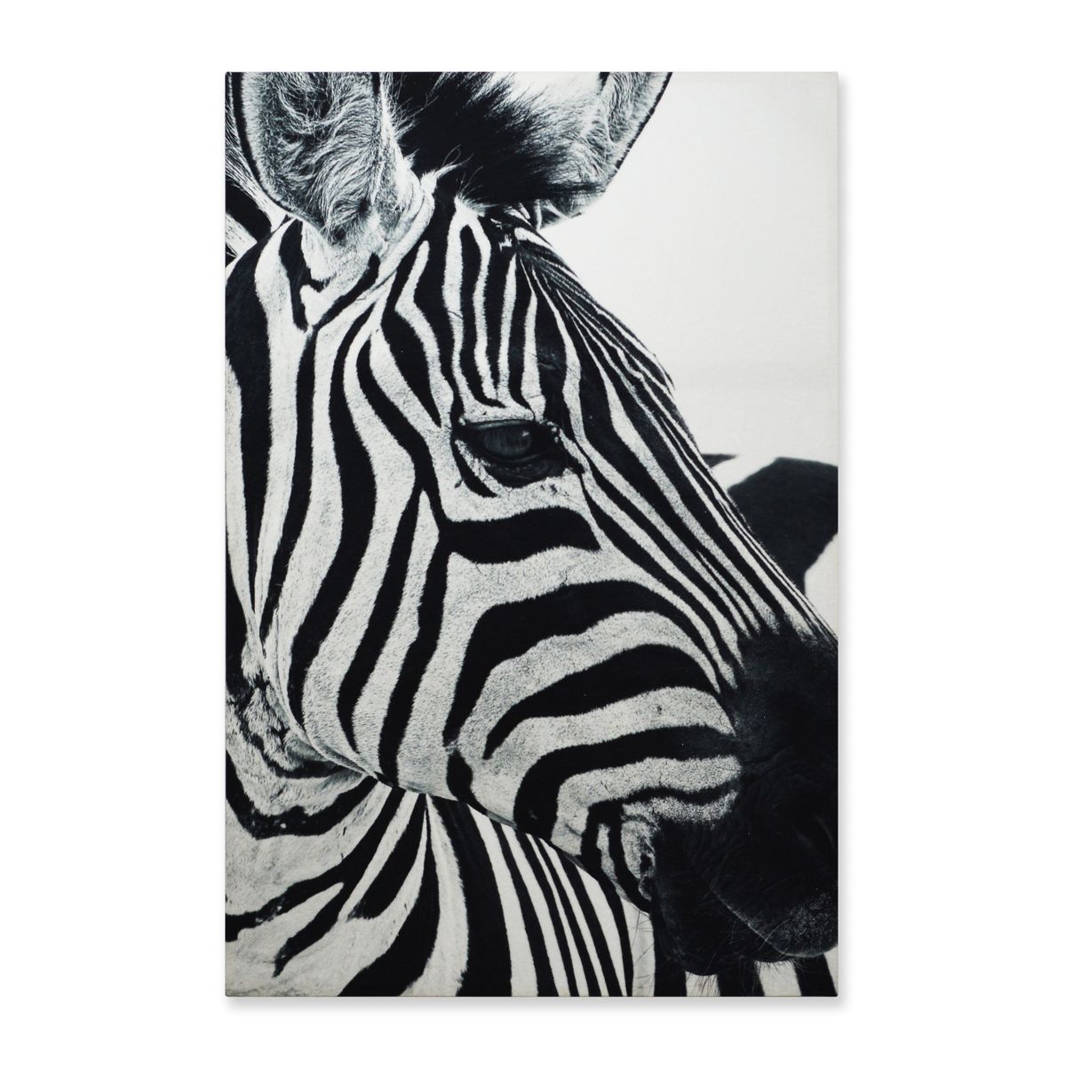 VENECIA - Cuadro Decorativo Cebra Fondo Blanco XL 120x80 - impresion en Tela