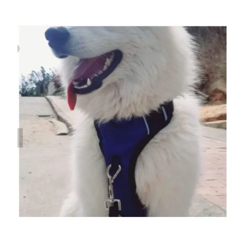 NACIONAL - Pechera Antijalones Perro Talla L - Roja