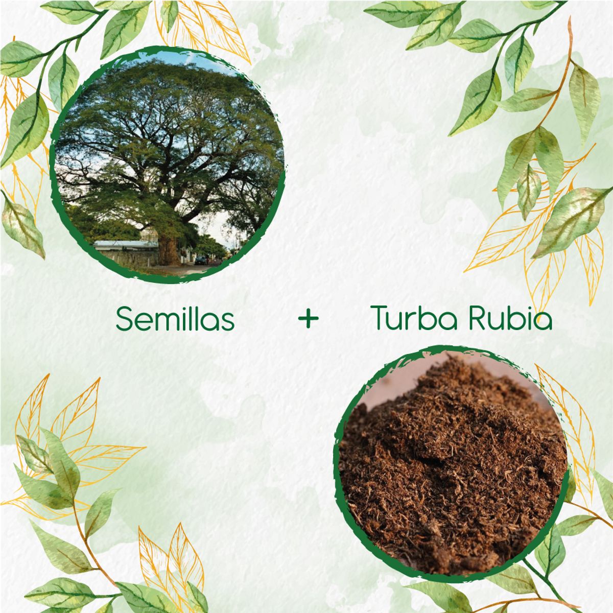 GENERICO - 10 Semillas De Árbol Orejero + Turba De Germinación