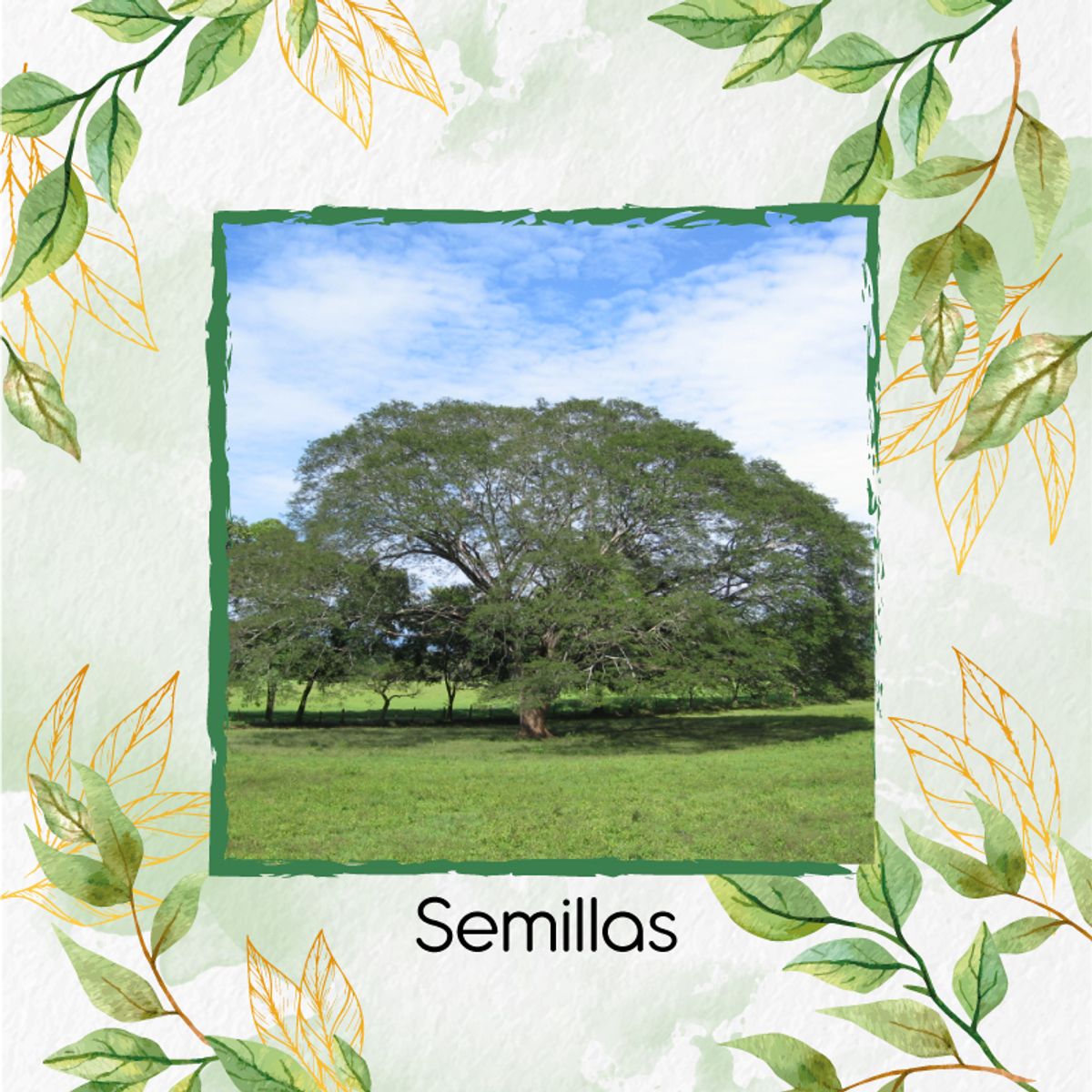 GENERICO - 10 Semillas De Árbol Orejero + Turba De Germinación