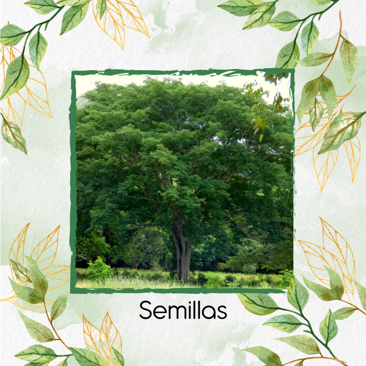 GENERICO - 10 Semillas De Árbol Orejero + Kit Orgánico