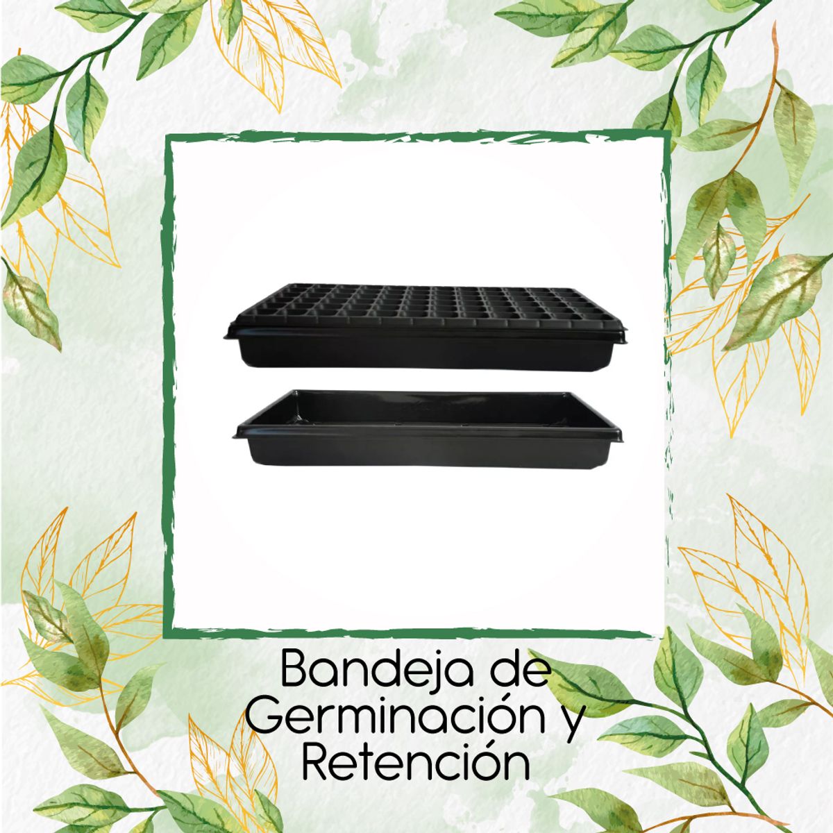 GENERICO - 10 Semillas De Árbol Orejero + Kit Orgánico