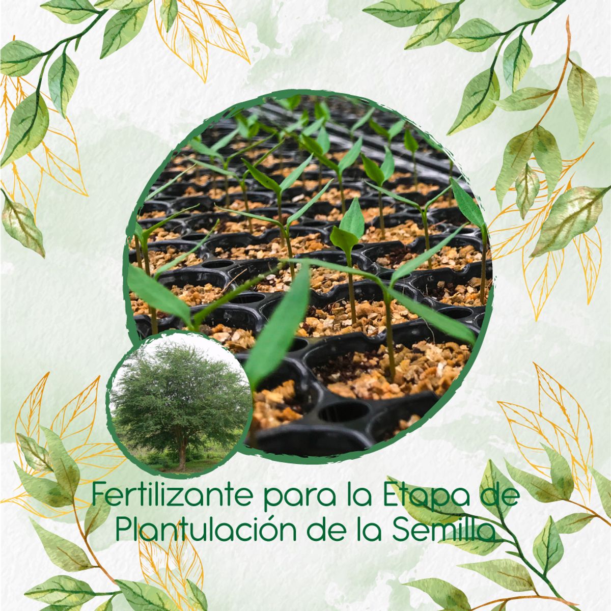 GENERICO - Fertilizante De Plantulación Para Árbol Payande