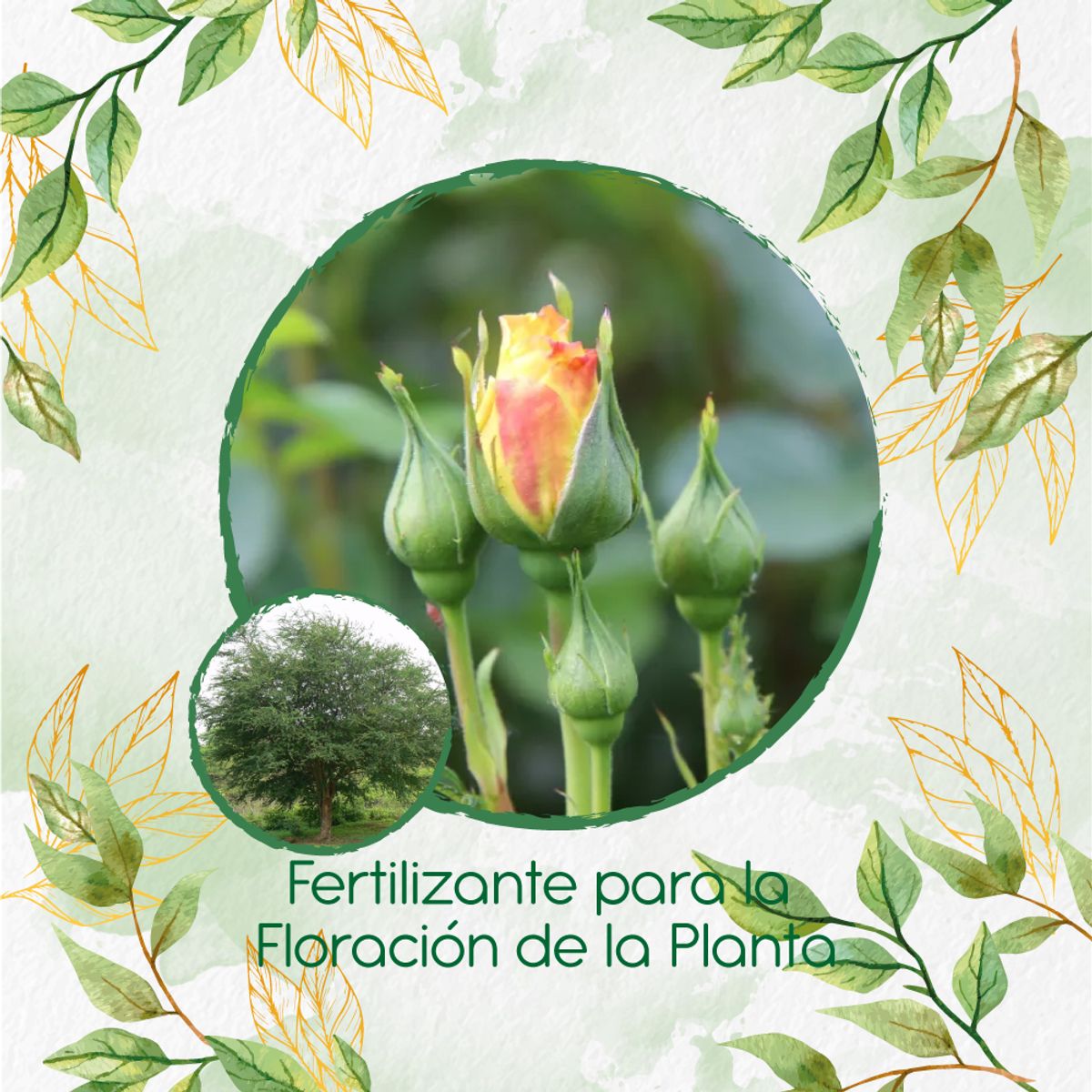 GENERICO - Fertilizante Para La Floración De Árbol Payande